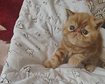 Кошки в Челябинске: Котёнок экзот Мальчик, 39 000 руб. - фото 4