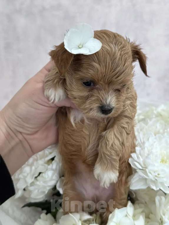 Собаки в Москве: Мальтипу девочка Девочка, 90 000 руб. - фото 2