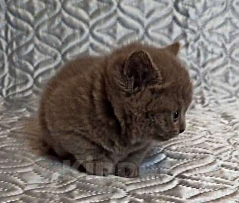 Кошки в других городах Воронежской области: Манчкин, с короткими лапками. Мальчик, 35 900 руб. - фото 2