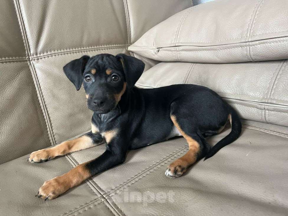 Собаки в Москве: Щеночек в добрые ручки Девочка, Бесплатно - фото 5