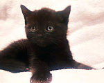 Кошки в Долгопрудном: Британские кошечки Девочка, 3 500 руб. - фото 3