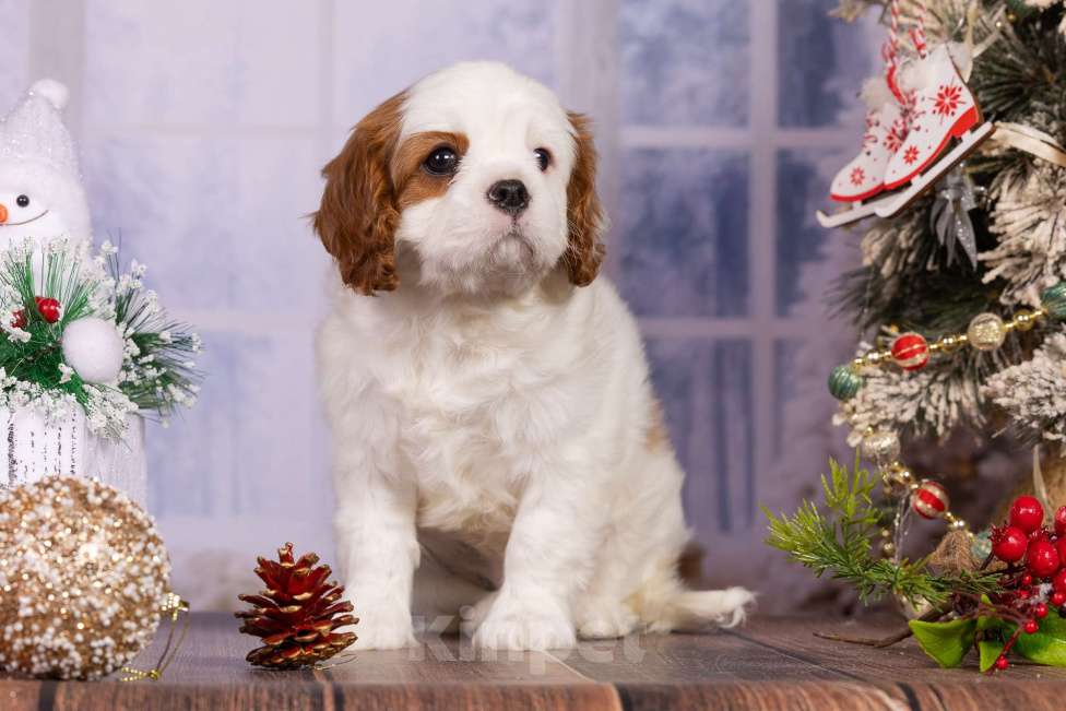 Собаки в Королеве: Кавалер Кинг Чарльз спаниель щенок девочка мини Девочка, 75 000 руб. - фото 10