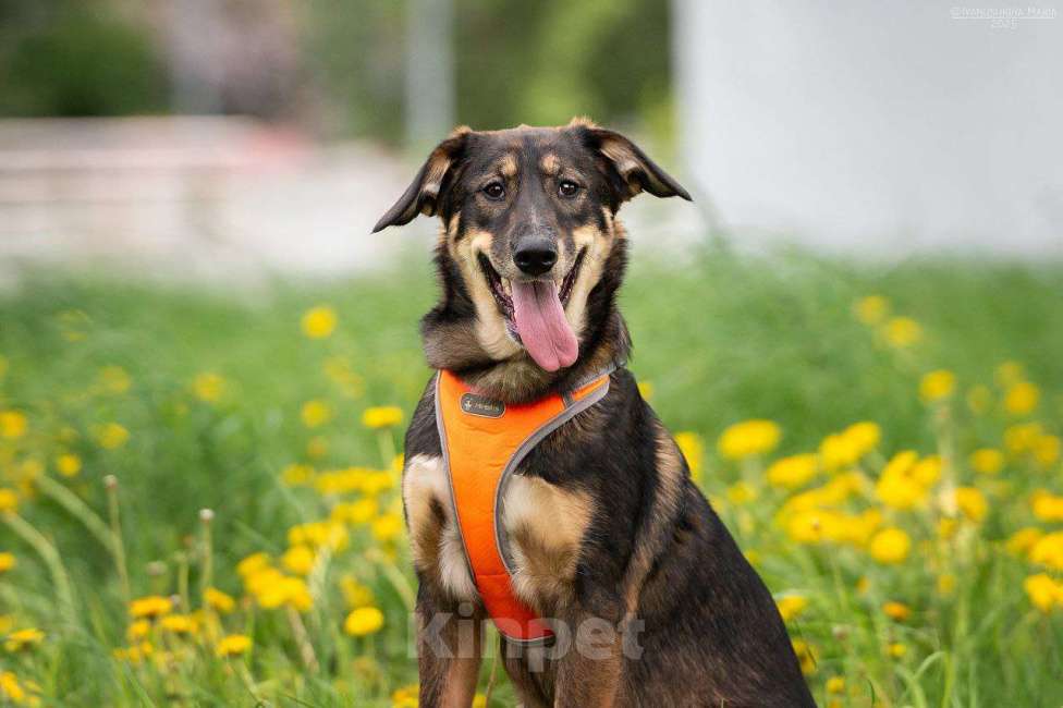 Собаки в Москве: Ариэль ищет свою любящую семью  Девочка, Бесплатно - фото 4