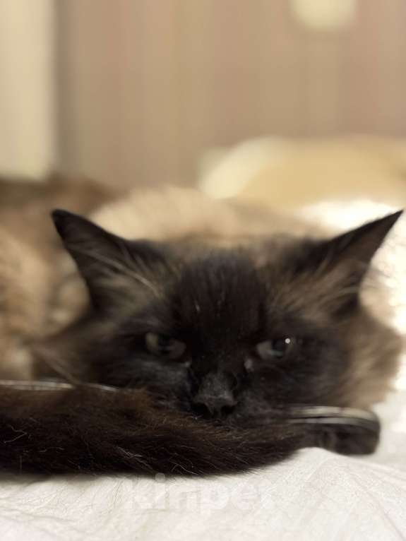 Кошки в Чебоксарах: Сиамская пушистая в добрые руки Девочка, Бесплатно - фото 1