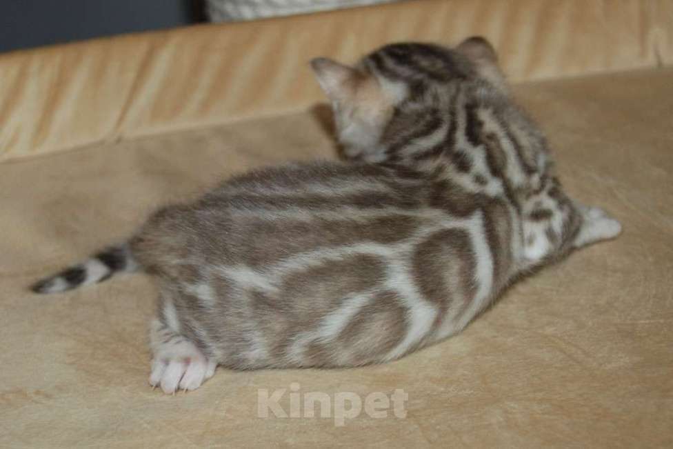 Кошки в Москве: Бенгальские котята. Девочка, 70 000 руб. - фото 5