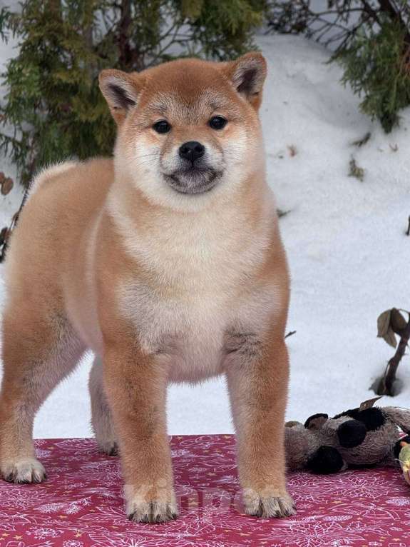 Собаки в Москве: Сиба-ину мальчик Мальчик, 50 000 руб. - фото 3