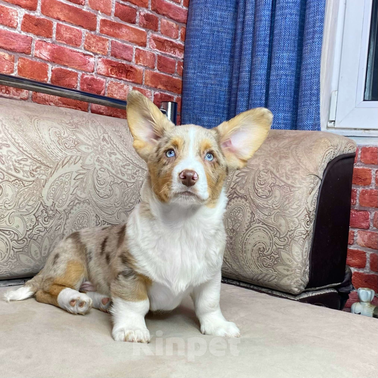 Собаки в Москве: Щенки вельш-корги кардиган Мальчик, Бесплатно - фото 1