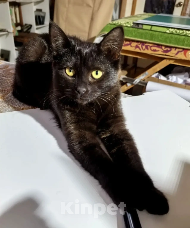 Кошки в Рязани: Котенок девочка Девочка, Бесплатно - фото 6