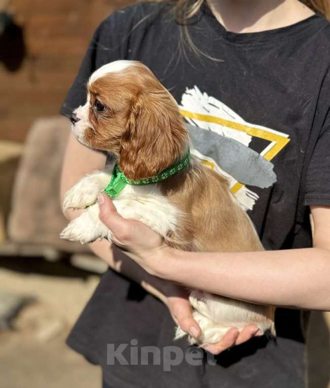 Собаки в Москве: Кавалер кинг-чарльз-спаниель, щенок Разнополые, 65 000 руб. - фото 7