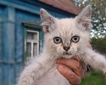 Кошки в Калуге: Котенок Мальчик, Бесплатно - фото 1