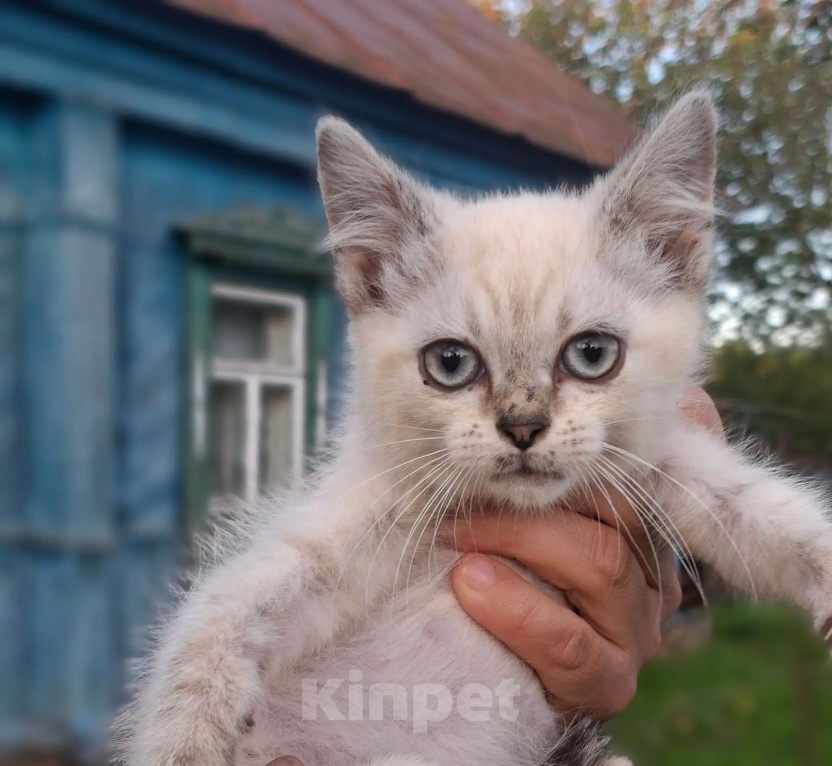 Кошки в Калуге: Котенок Мальчик, Бесплатно - фото 1