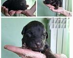 Собаки в других городах Московской области: Щенок девочка в добрые руки Девочка, Бесплатно - фото 1