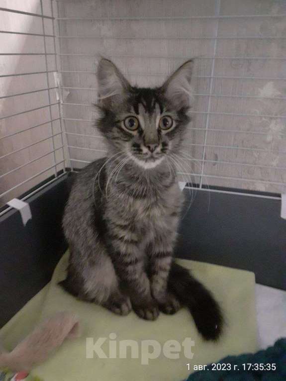 Кошки в Москве: Василек царь всего, ищет любящую семью Мальчик, Бесплатно - фото 4