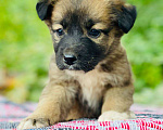 Собаки в Подольске: Щенок Адриана в дар Девочка, Бесплатно - фото 5