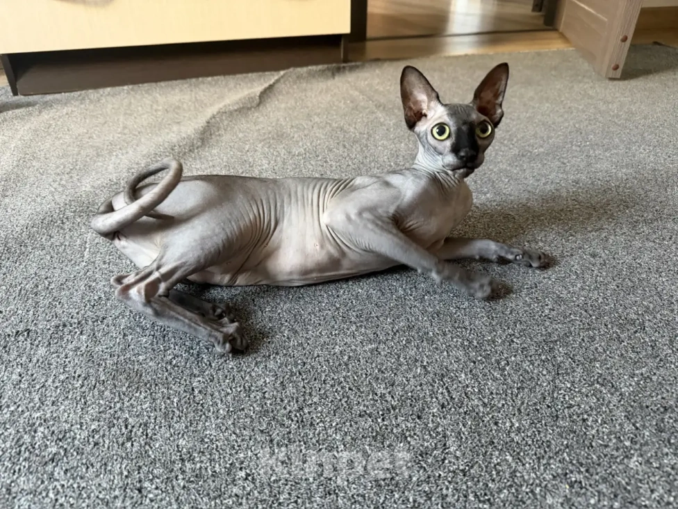 Кошки в Москве: Продам кошечку Девочка, 14 000 руб. - фото 4