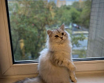 Кошки в Москве: Шотландский котенок, 10 000 руб. - фото 4