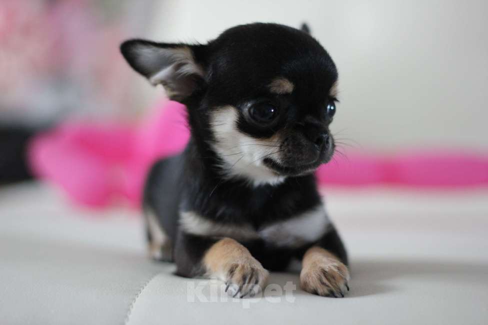 Собаки в Нижнем Новгороде: Чихуахуа мальчик с РКФ Мальчик, Бесплатно - фото 2