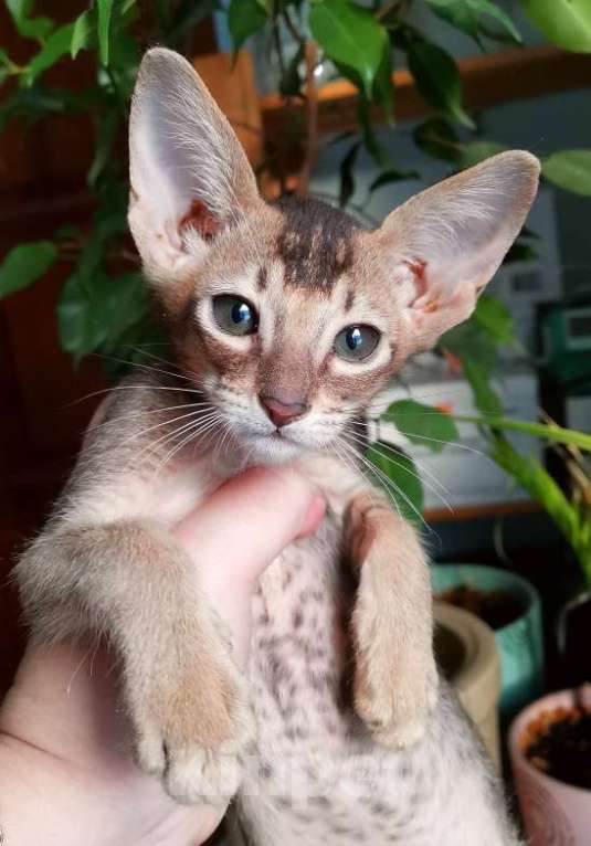 Кошки в Москве: ориентальная пантера и др. Девочка, 50 000 руб. - фото 8