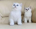 Кошки в Санкт-Петербурге: Синеглазый котик Мальчик, 15 000 руб. - фото 4