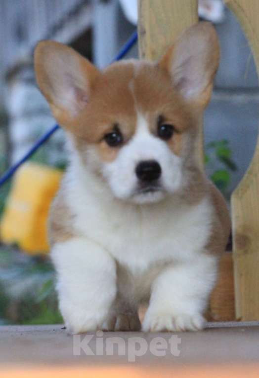 Собаки в Москве: Аманси Блюз Мальчик, 75 000 руб. - фото 4