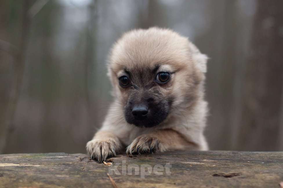 Собаки в Москве: Крохи-щенки — вырастут маленькими Мальчик, 1 руб. - фото 2