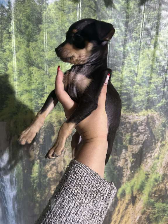 Собаки в других городах Ставропольского края: Продаются тойчики  Мальчик, Бесплатно - фото 8