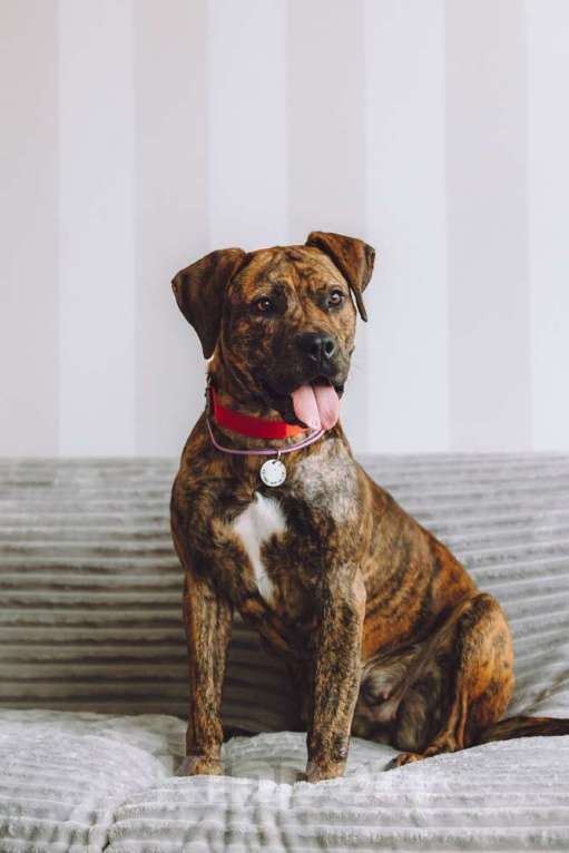 Собаки в Москве: Латифа ищет дом Девочка, 1 руб. - фото 3