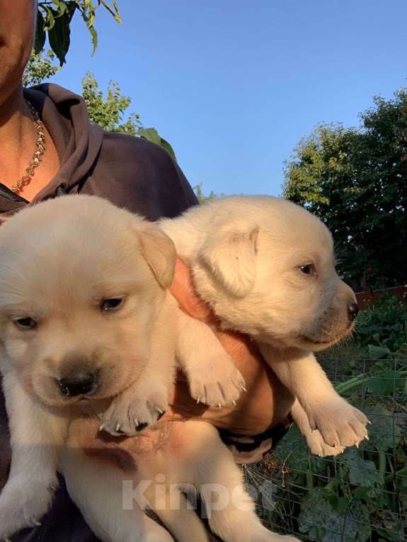 Собаки в Орле: Щенки Лабрадора, 25 000 руб. - фото 2
