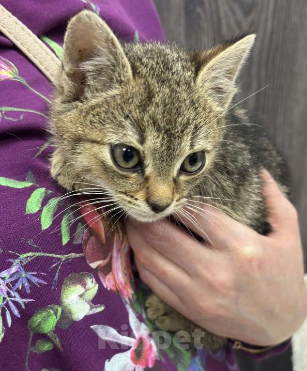 Кошки в Химках: Котенок Мальчик, Бесплатно - фото 2