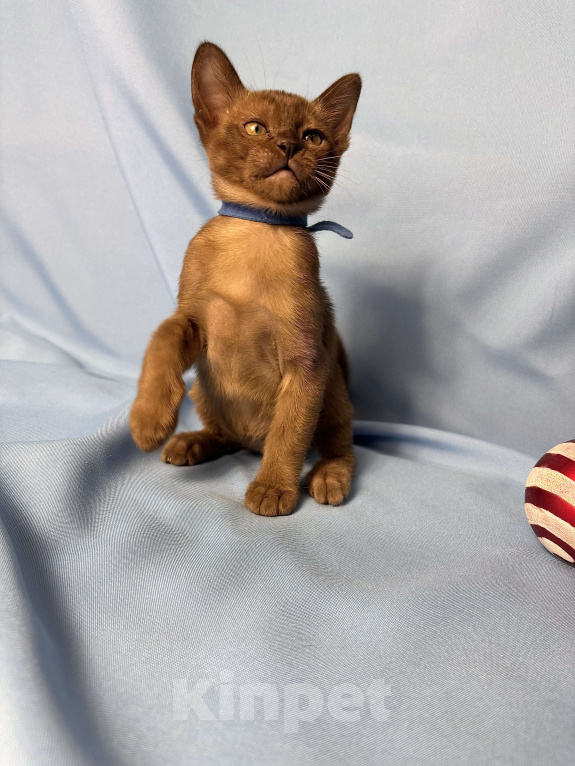 Кошки в Москве: Бурманские котята  Мальчик, 50 000 руб. - фото 3