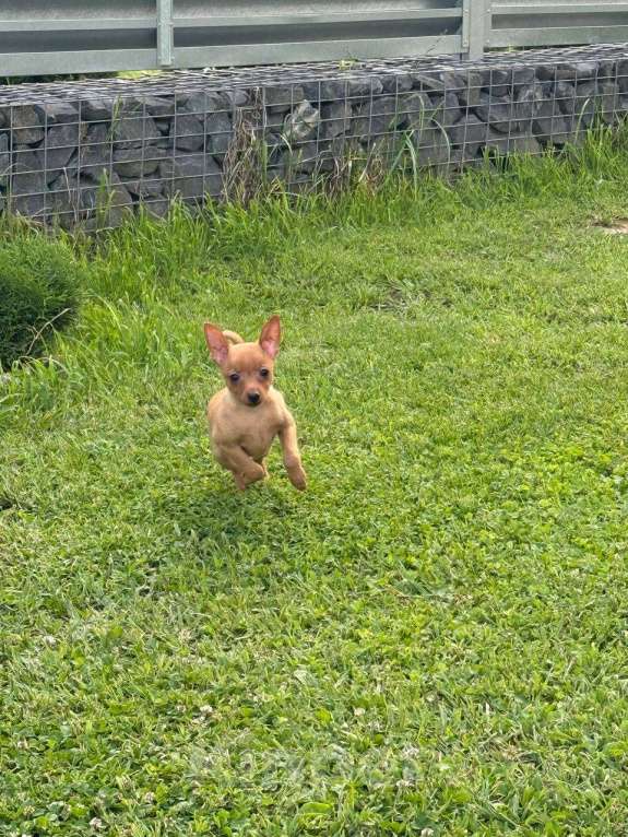 Собаки в других городах Московской области: Пражский крысарик Мальчик, Бесплатно - фото 4