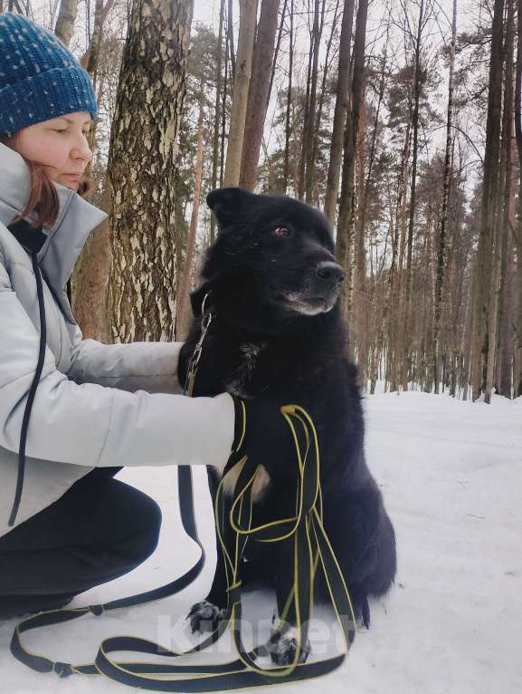 Собаки в Балашихе: Эдгар Мальчик, Бесплатно - фото 10