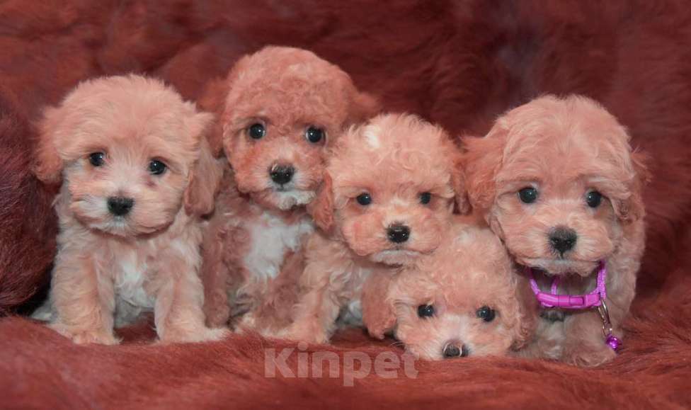 Собаки в Москве: Мальтмпу Ф1 с документами из питомника Мальчик, 80 000 руб. - фото 8