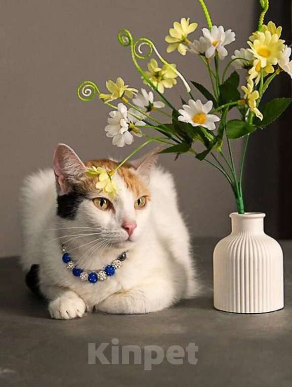 Кошки в Москве: Ласковая и нежная кошечка Снежинка ищет дом Девочка, 10 руб. - фото 6