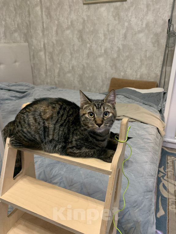 Кошки в Москве: Тигра-Тигрис в добрые руки Девочка, Бесплатно - фото 2