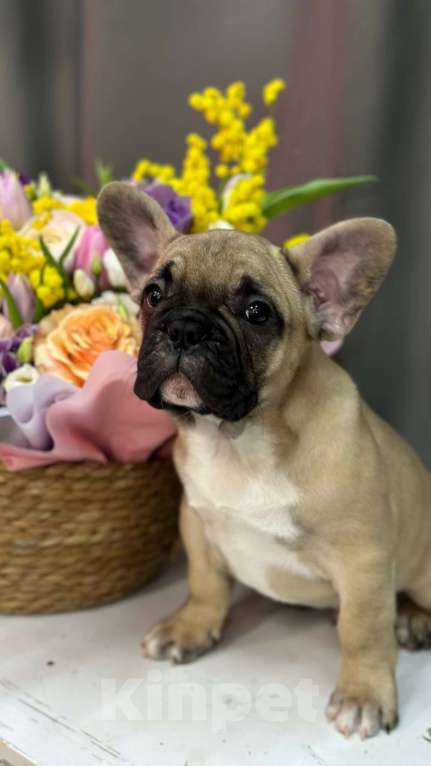 Собаки в Москве: Французский бульдог Мальчик, 55 000 руб. - фото 3
