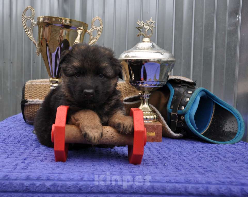 Собаки в Архангельске: Щенки немецкой овчарки. РКФ. Мальчик, Бесплатно - фото 3