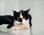 Кошки в других городах Московской области: Мадам Кюри ищет свой дом! Девочка, Бесплатно - фото 3