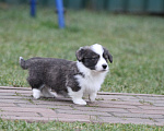 Собаки в Москве: Вельш корги кардиган-мальчик Мальчик, 50 000 руб. - фото 9