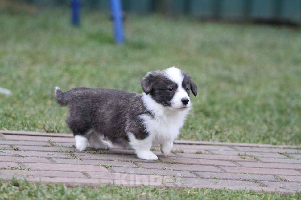 Собаки в Москве: Вельш корги кардиган-мальчик Мальчик, 50 000 руб. - фото 9