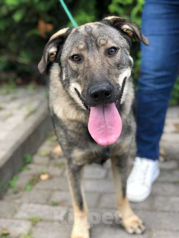 Собаки в Мытищах: Мартин ищет дом Мальчик, Бесплатно - фото 3