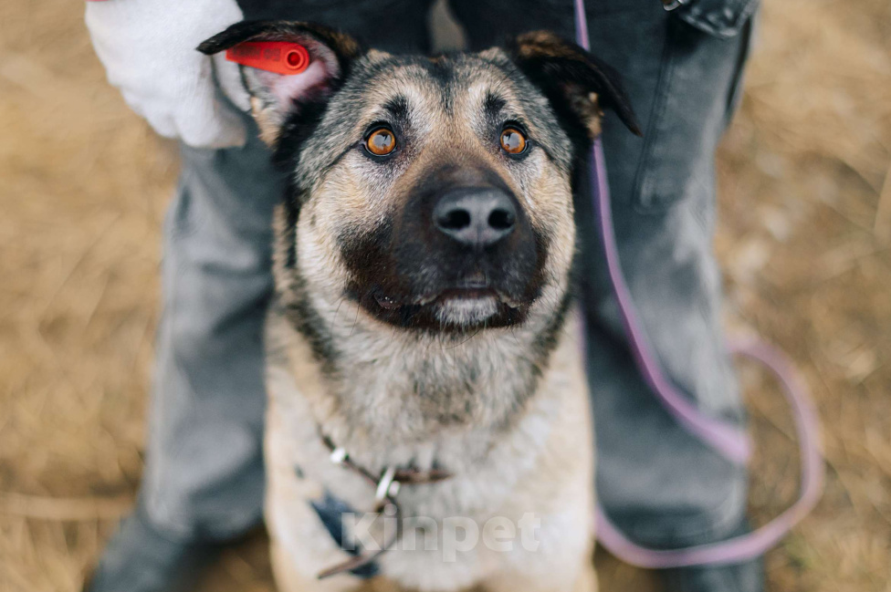 Собаки в Москве: Лукас Мальчик, Бесплатно - фото 3
