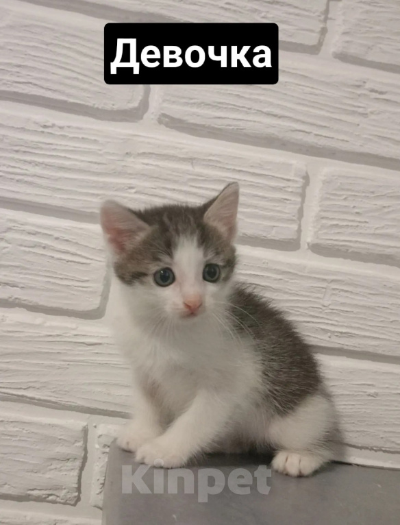 Кошки в Самаре: Котята в добрые руки Девочка, Бесплатно - фото 1