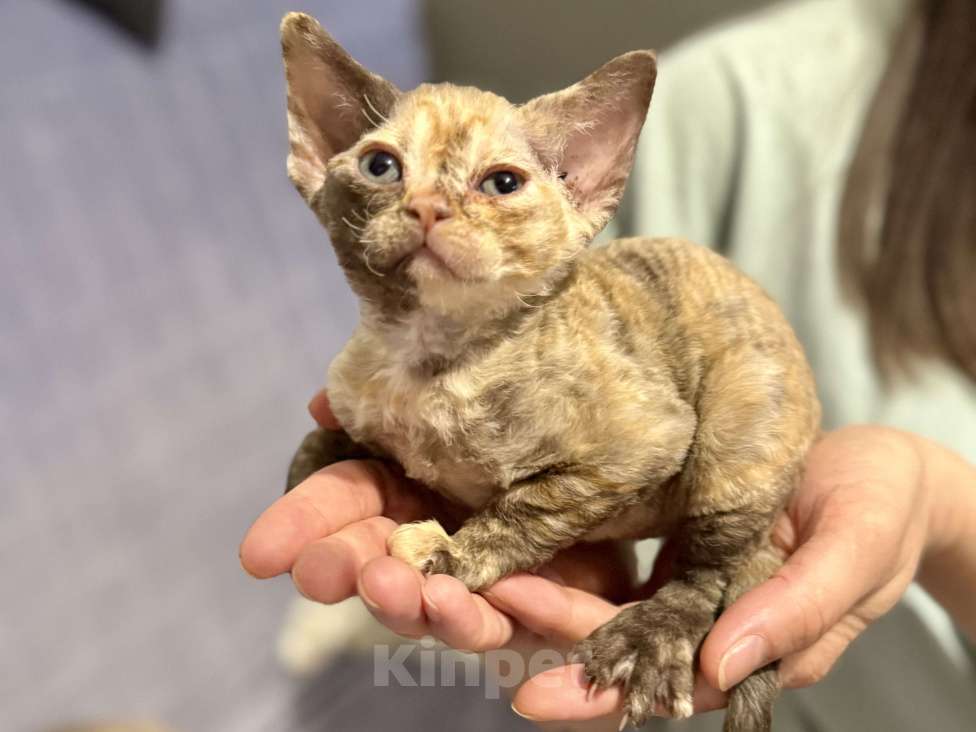 Кошки в Красногорске: Котята девон-рекс Девочка, 50 000 руб. - фото 4