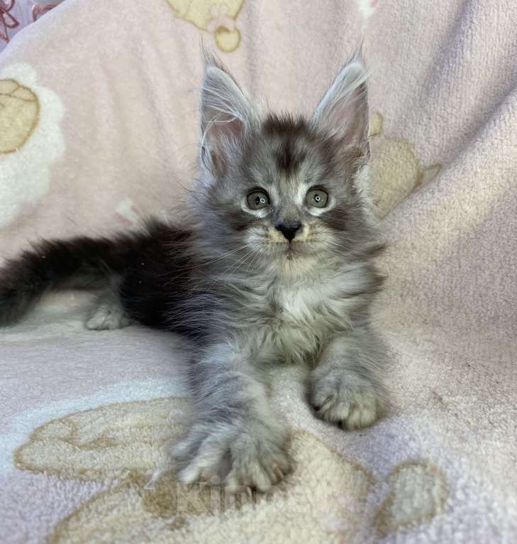 Кошки в Дмитрове: Черная серебристая мраморная девочка мейн кун Девочка, 15 000 руб. - фото 2