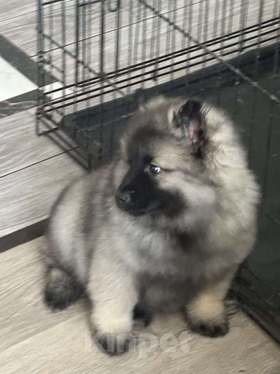 Собаки в Москве: Сука немецкого вольфшпиц кеесхонд Девочка, 100 000 руб. - фото 5