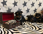 Собаки в Мурманске: Продажа Мальчик, 35 000 руб. - фото 3