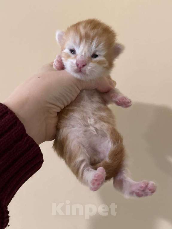 Кошки в Королеве: Сибирские котята Разнополые, 80 000 руб. - фото 2