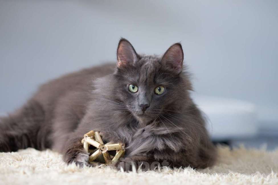 Кошки в Москве: Вульф Мальчик, Бесплатно - фото 7