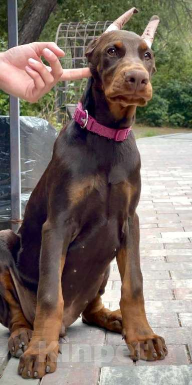 Собаки в Чехове: Шикарный щенокдобермана, 4.5 месяца Мальчик, 100 000 руб. - фото 2